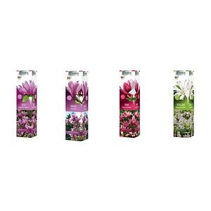 Arbust Ornamental Magnolie Diferite Varietati