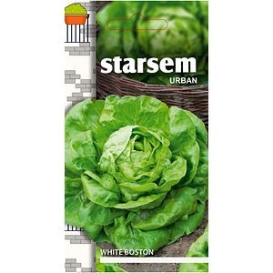 Seminte legume salata White Boston STARSEM