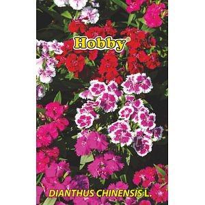 Seminte garoafe chinezesti  Hobby