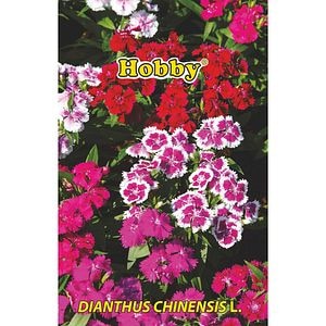 Seminte flori Garoafe chinezesti HOBBY