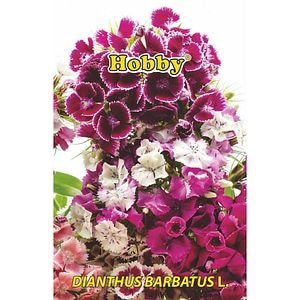 Seminte flori Garofita de gradina HOBBY