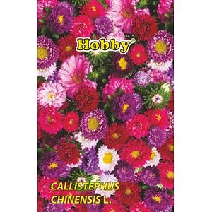 Seminte ochiul boului pitic  Hobby