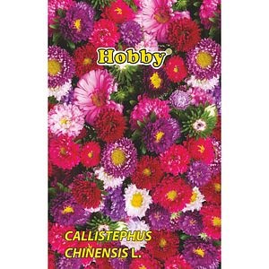 Seminte flori Ochiul boului pitic HOBBY