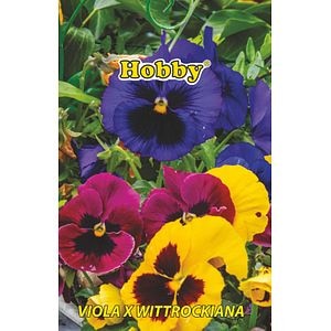 Seminte panselute, colorate  Hobby