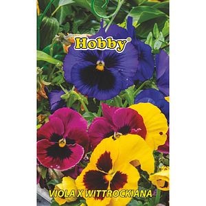 Seminte flori panselute Viola x wittrockiana HOBBY