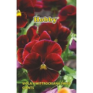 Seminte flori Panselute rosu HOBBY