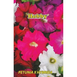 Seminte flori Petunie HOBBY