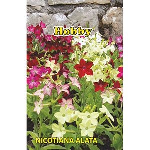 Seminte flori Regina noptii Nicotiana alata HOBBY