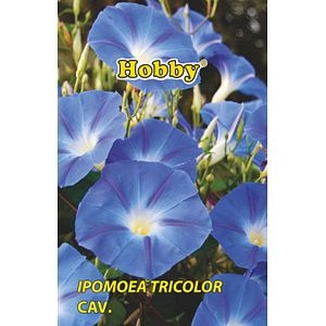 Zorele Albastru 1G Plic. Hobby