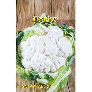 Seminte conopida, snowball  Hobby