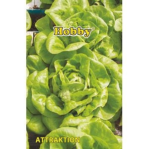 Seminte salate White Boston  Hobby