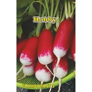 Seminte legume ridichi Flamboyant 3 HOBBY