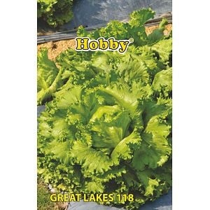 Seminte salata Great Lakes 118  Hobby
