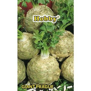 Seminte legume Telina Giant Prague HOBBY