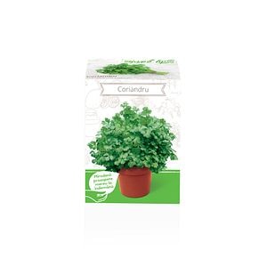 Seminte coriandru Coriandrum Sativum YURTA PROD, 135 g