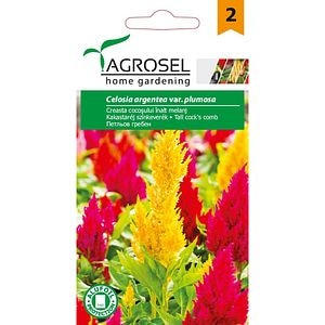 Seminte flori Creasta cocosului inalt AGROSEL