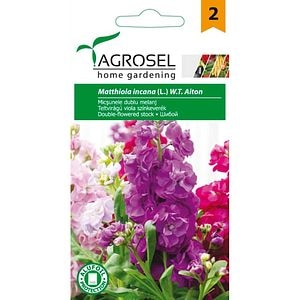Seminte flori Micsunele (Matthiola incana) AGROSEL, 1 g