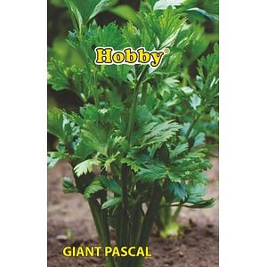 Seminte telina pentru frunze Pascal Giant  Hobby