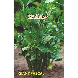 Seminte legume Telina pentru frunze Pascal Giant HOBBY