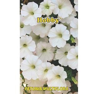 Seminte petunia, alba •  Hobby