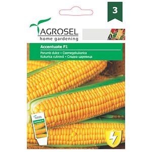 Seminte porumb Dulce • Agrosel