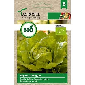Seminte salata Regina eco AGROSEL, 5.45 g