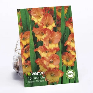 Bulbi Gladiola Princess Margaret Rose VERVE, portocaliu