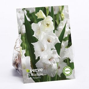 Bulbi gladiole White Prosperity  Verve