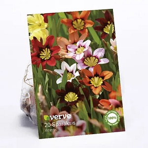 Bulbi Sparaxis VERVE, mix