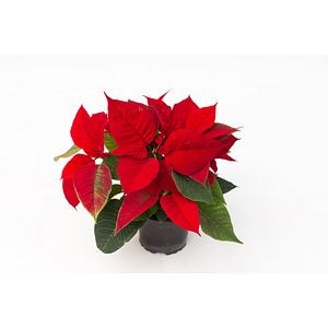 Craciunita, in ghiveci, 11 cm