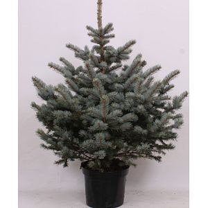 Brad natural crescut in ghiveci, Picea Punges, 120 - 140 cm