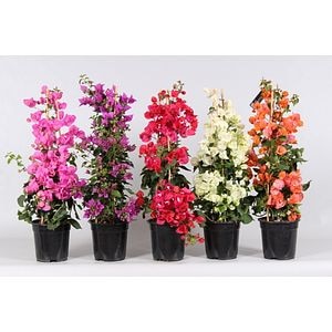 Bougainvillea piramide, in ghiveci, 21 cm