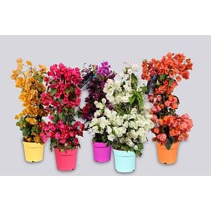 Bougainvillea colorata, in ghiveci, 17 cm