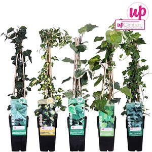 Iedera mix, ghiveci, 15 cm