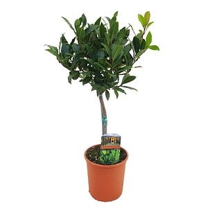 Dafin, in ghiveci, 15 cm