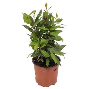 Dafin, in ghiveci, 15 cm