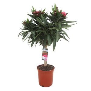 Leandru, in ghiveci, 17 cm