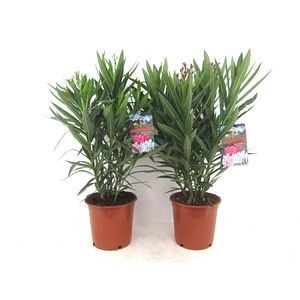 Leandru, in ghiveci, 21 cm