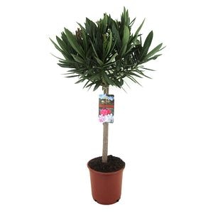 Leandru, in ghiveci, 21 cm