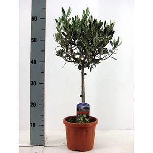 Maslin, in ghiveci, 17 cm