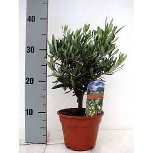 Maslin, in ghiveci, 14 cm
