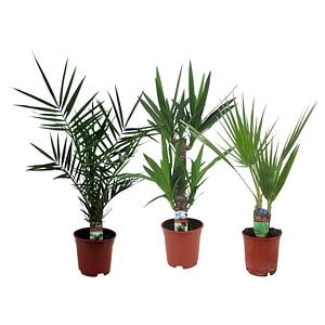 Palmier mix, in ghiveci, 17 cm