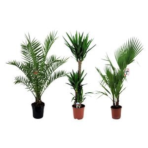 Palmier mix, in ghiveci, 24 cm