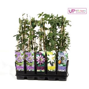 Passiflora mix, in ghiveci, 12 cm