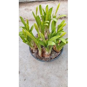 Bulbi narcise, in ghiveci, 6 cm  