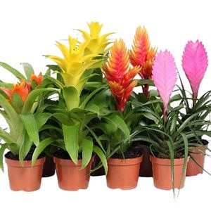 Bromelia mix, in ghiveci, 9 cm