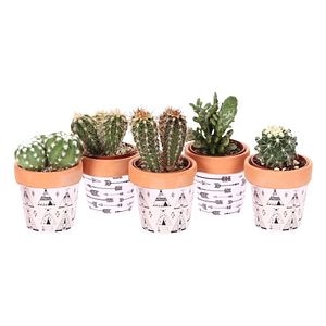 Cactus, in ghiveci, 6 cm