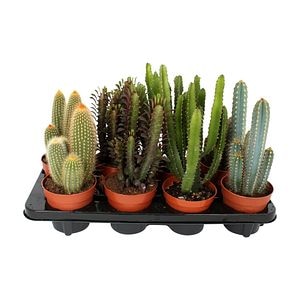 Cactus mix, in ghiveci, 12 cm