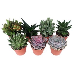 Cactus, in ghiveci, 10.5 cm