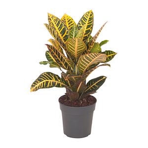 Croton, in ghiveci, diametru 13 cm